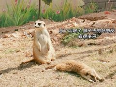 -灵玲国际马戏城