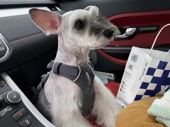 -帕帕拉兹宠物(亚洲旗舰店)