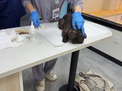 -贝康宠物医院·犬猫全科·小动物特色诊疗中心(东环路店)