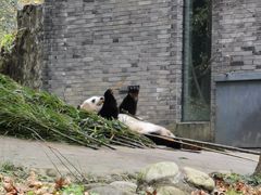 -都江堰中华大熊猫苑