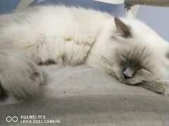 -喵的天空名猫咖啡馆·撸猫·猫舍·用品