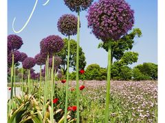 -花开海上生态园