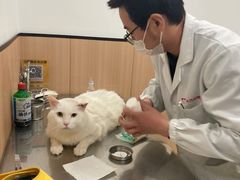 -米苏动物医院·犬猫专科·骨科外科内窥镜