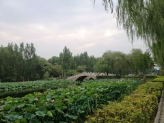 -白洋淀景区