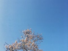 -西安青龙寺遗址景区