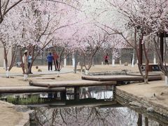 -春风习习