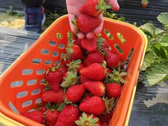 -尚田草莓姑娘白草莓采摘基地