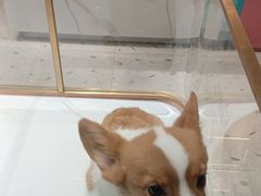 -FAELING PETS美天灵宠物(合生汇店)