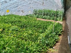 -田趣农庄草莓采摘园