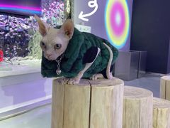 -极木²邸 人与宠物·互动社区