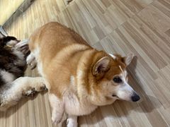 -喵小馆·猫咖狗咖猪咖·饮品店