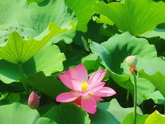 -莲池书院博物馆