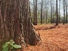 -上海海湾国家森林公园