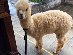 -丽江金茂凯悦臻选酒店-滇香馆