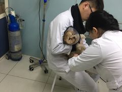 -中农大我爱我爱24h动物医院·中医针灸·猫专科·骨科医疗中心(双井店)