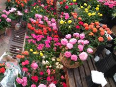 -秦美花卉(天朗·莱茵小城2期店)