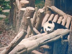 -成都大熊猫繁育研究基地