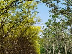 -西青郊野公园