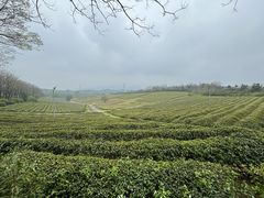 -宜兴龙背山森林公园