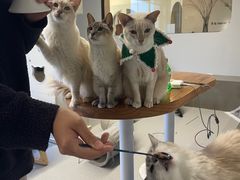 -Cappucimeow猫咪咖啡馆(韦伯时代店)
