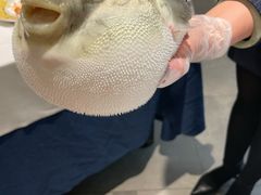 -鲐赏河豚(长寿店)