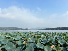 -西湖外事游船(花港观鱼码头)