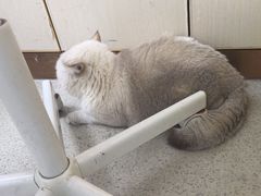-宠颐生宠物医院·心肾内科·猫专科诊疗中心宠巢店