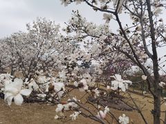 -上海辰山植物园