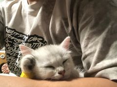 -猫十亿·布偶金渐层·曼基康矮脚猫舍(青年路店)