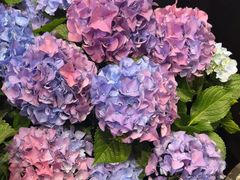 -豆豆花艺(新光天地店)