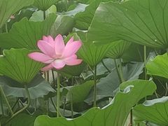 -长春市南湖公园