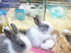 -青石桥花鸟鱼虫市场(叠翠城店)