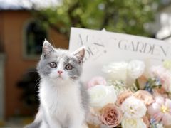 -翊宠yipet猫狗购宠庄园犬舍•猫舍