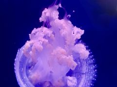 -左海海底世界