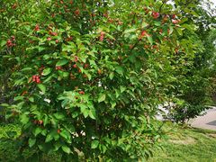 -武清南湖绿博园