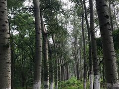 -枫花园汽车电影院(朝阳公园店)