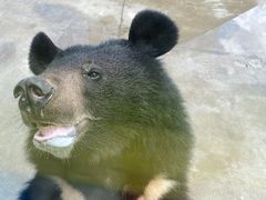 -栾川竹海野生动物园