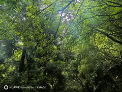 -天目山大树王景区