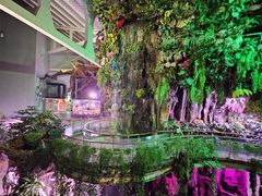 -正佳雨林生态植物园