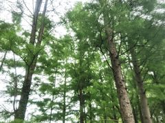 -长兴太湖图影湿地文化园