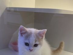 -小猫来了·猫咪专售(红山六九七九店)