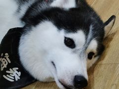 -Husky Go! 哈士奇体验馆·宠物咖啡厅狗咖