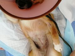 -顺强宠物诊所·狂犬免疫·夜诊·骨科(嘉定店)