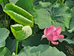 -羊亭河湿地公园