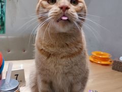 -藏猫猫咖啡主题馆(中央大道店)