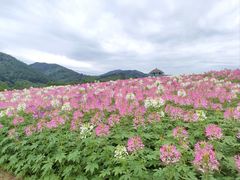 -径山花海
