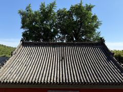 -泰山风景名胜区-普照寺