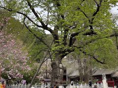 -潭柘寺景区