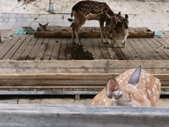 -北京鹿世界主题园