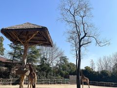 -上海野生动物园